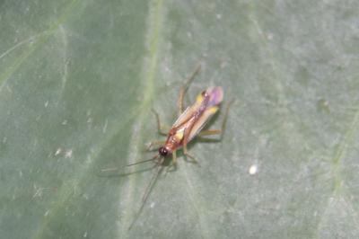 <i>Campyloneura virgula</i>