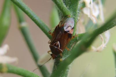 <i>Deraeocoris flavilinea</i>
