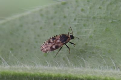 <i>Dictyla echii</i>