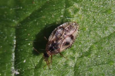 <i>Dictyla humuli</i>