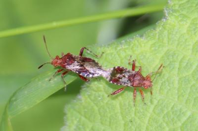 <i>Rhopalus subrufus</i>