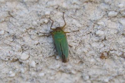 <i>Cicadella viridis</i>