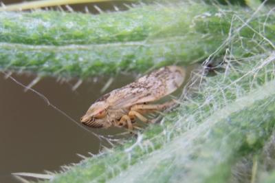 <i>Philaenus spumarius</i>