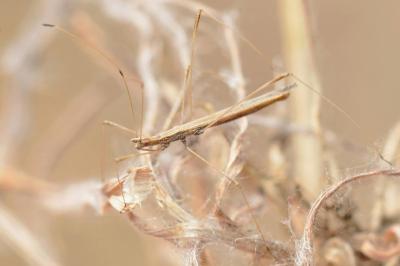 <i>Neides tipularius</i>
