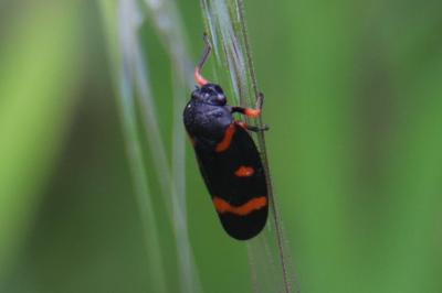 <i>Cercopis intermedia</i>