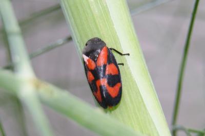 <i>Cercopis vulnerata</i>