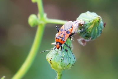 <i>Corizus hyoscyami</i>