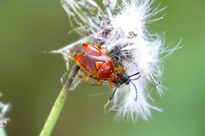 <i>Deraeocoris ruber</i>