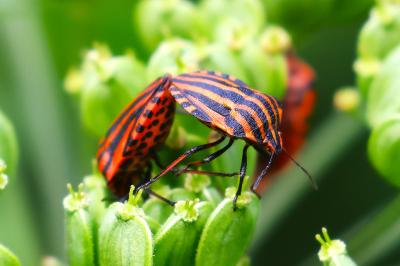 <i>Graphosoma italicum</i>