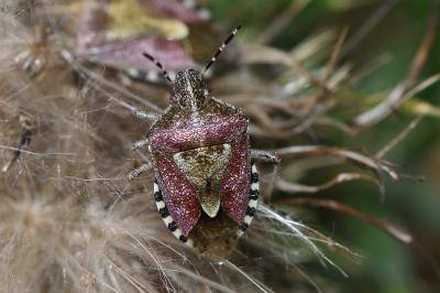 <i>Dolycoris baccarum</i>
