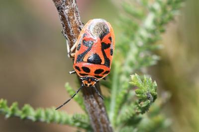 <i>Eurydema ornata</i>