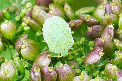 <i>Palomena prasina</i>
