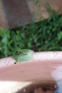 <i>Nezara viridula</i>
