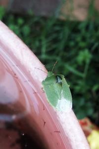<i>Nezara viridula</i>
