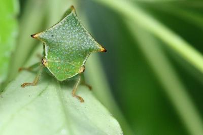 <i>Stictocephala alta</i>