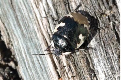 <i>Tritomegas bicolor</i>