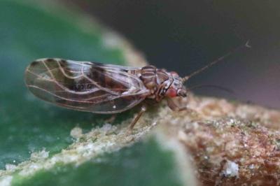 <i>Cacopsylla fulguralis</i>
