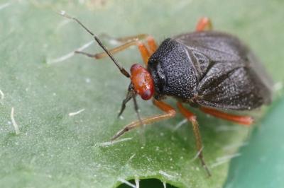 <i>Deraeocoris schach</i>