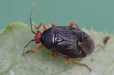 <i>Deraeocoris schach</i>
