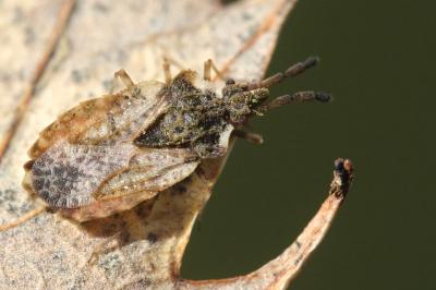 <i>Aradus depressus</i>