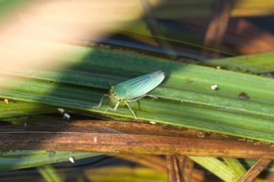 <i>Cicadella viridis</i>