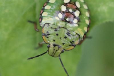 <i>Nezara viridula</i>