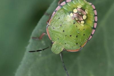 <i>Nezara viridula</i>