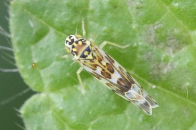 <i>Eupteryx florida</i>