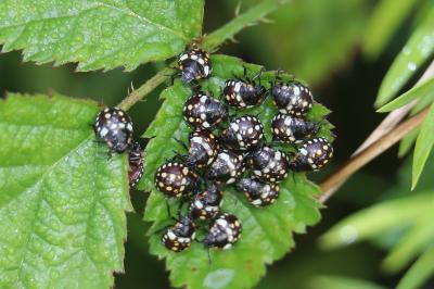 <i>Nezara viridula</i>