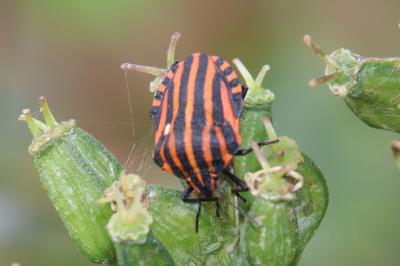 <i>Graphosoma italicum</i>