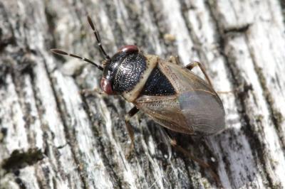 <i>Geocoris megacephalus</i>