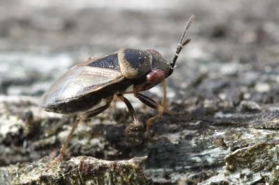 <i>Geocoris megacephalus</i>