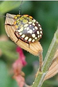 <i>Nezara viridula</i>