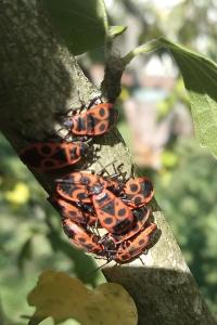 <i>Pyrrhocoris apterus</i>