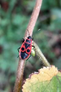 <i>Pyrrhocoris apterus</i>