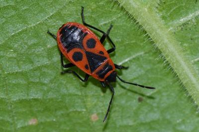 <i>Pyrrhocoris apterus</i>