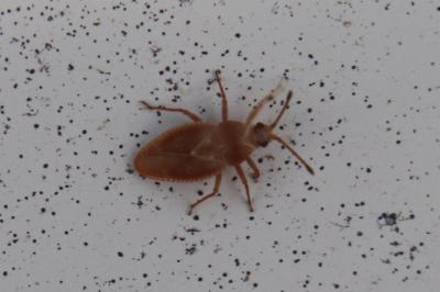<i>Oncochila simplex</i>