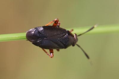 <i>Capsus ater</i>
