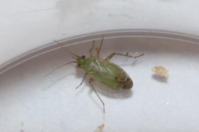 <i>Plagiognathus chrysanthemi</i>