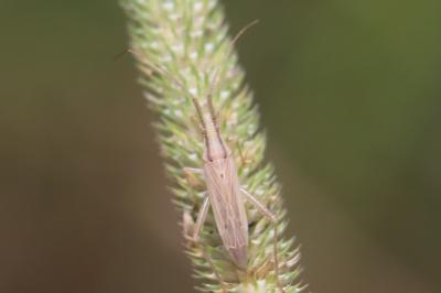 <i>Stenodema laevigata</i>