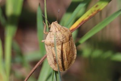 <i>Eurygaster austriaca</i>