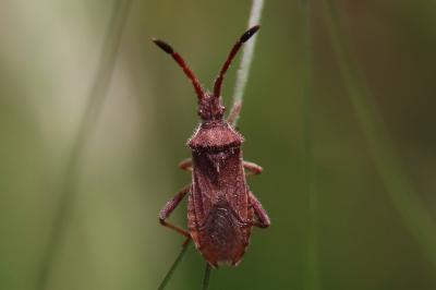 <i>Coriomeris denticulatus</i>