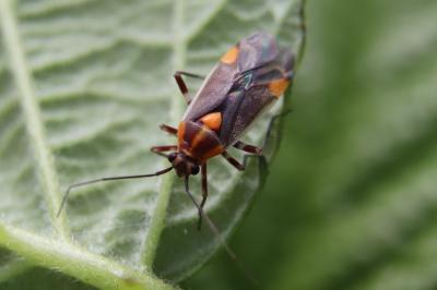 <i>Capsodes flavomarginatus</i>