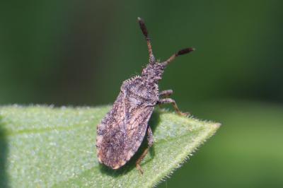 <i>Strobilotoma typhaecornis</i>