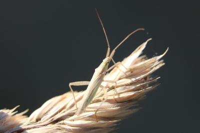 <i>Stenodema laevigata</i>