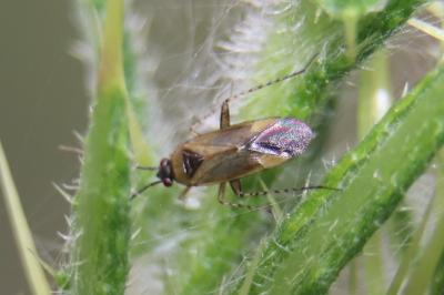 <i>Plagiognathus arbustorum</i>