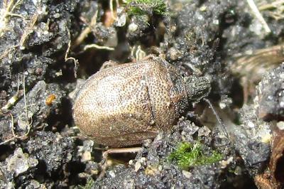 <i>Podops inunctus</i>