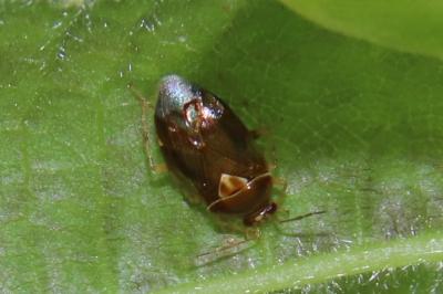 <i>Deraeocoris lutescens</i>