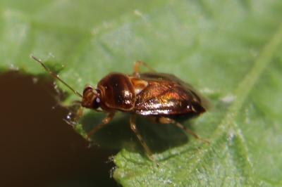 <i>Deraeocoris lutescens</i>