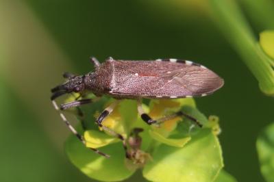 <i>Dicranocephalus albipes</i>